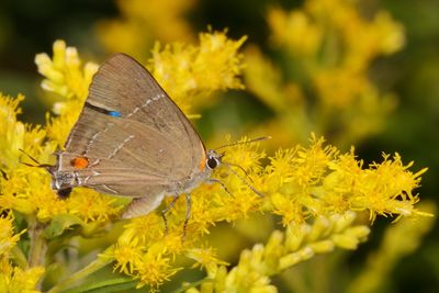 White M Hairstreak