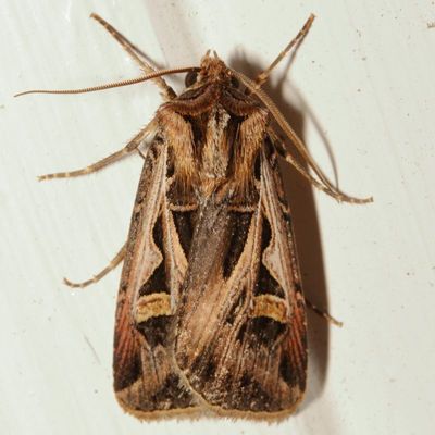 Hodges#10670 * Dingy Cutworm Moth * Feltia jaculifera