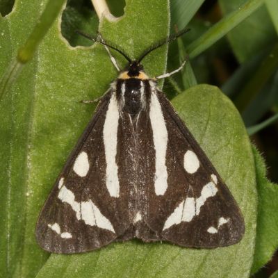 Hodges#8127 * Wood Tiger Moth * Arctia plantaginis