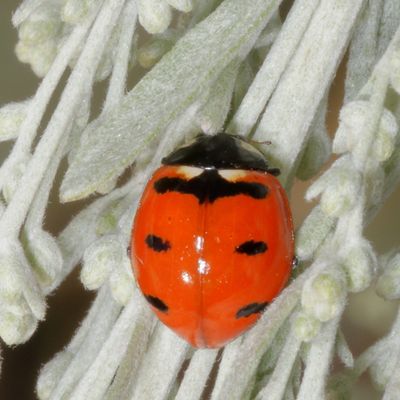 Coccinella transversoguttata * Transverse Lady Beetle