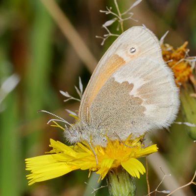 Common Ringlet