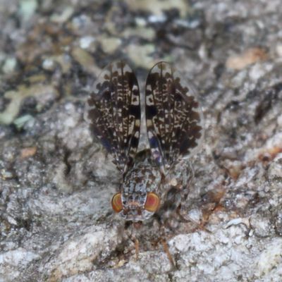 Callopistromyia annulipes * Peacock Fly