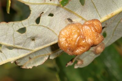 Andricus nigricens * Oak Gall Wasps Tribe Cynipini