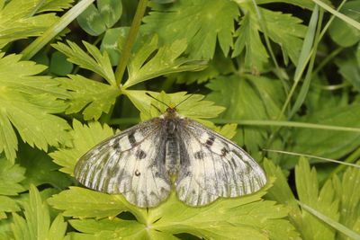 Clodius Parnassian