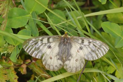 Clodius Parnassian