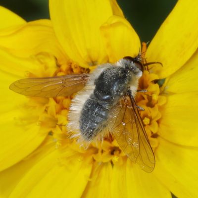 Tribe Bombyliini