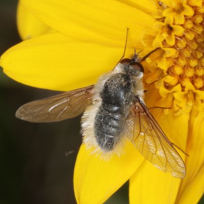 Tribe Bombyliini