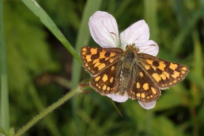 Western Arctic Skipper