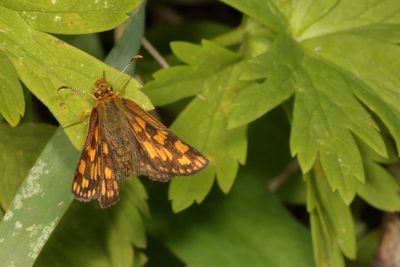 Western Arctic Skipper