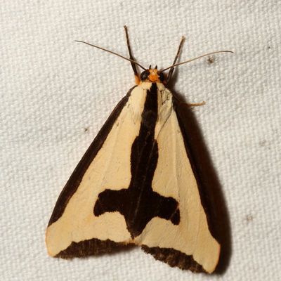 Hodges#8107 * Clymene Moth * Haploa clymene