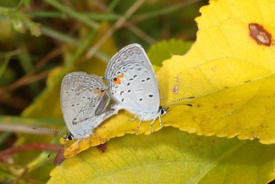Eastern Tailed-Blue