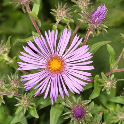 Symphyotrichum novae-angliae * New England Aster