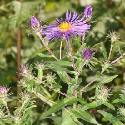 Symphyotrichum novae-angliae * New England Aster