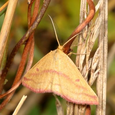 Hodges#7146 * Chickweed Geometer ♂ * Haematopis grataria