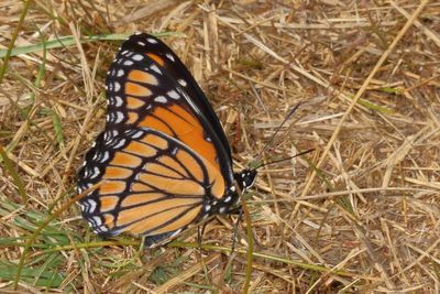Viceroy