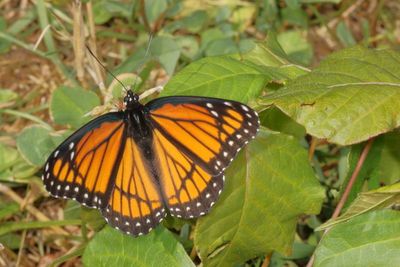 Viceroy