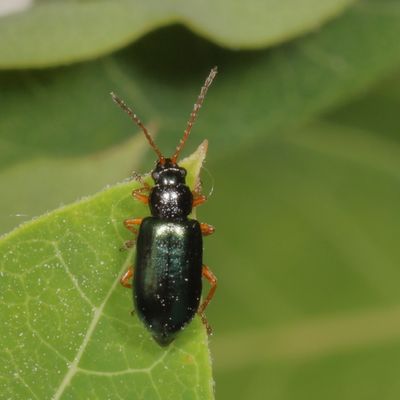Scelolyperus lecontii