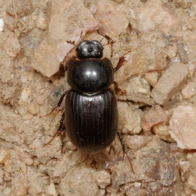 Tribe Aphodiini