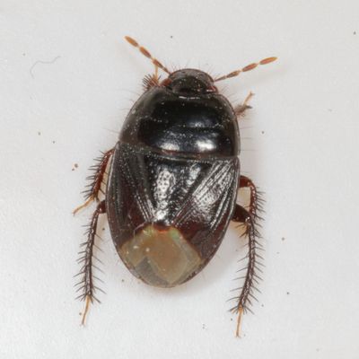 Pangaeus bilineatus