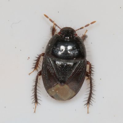 Pangaeus bilineatus