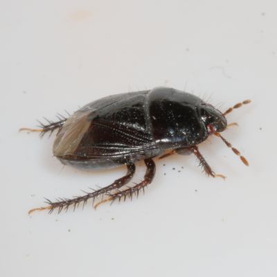 Pangaeus bilineatus