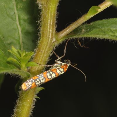 Hodges#2401 * Ailanthus Webworm Moth * Atteva punctella
