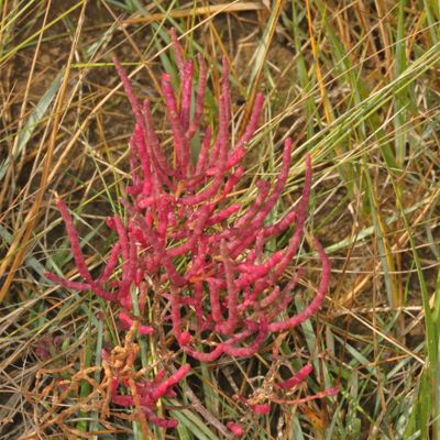 Salicornia depressa * Virginia Glasswort