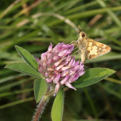 Peck's Skipper