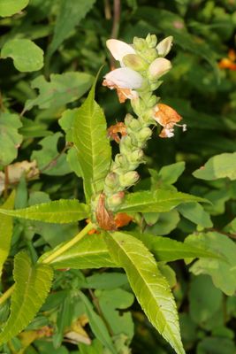 Chelone glabra * White Turtlehead