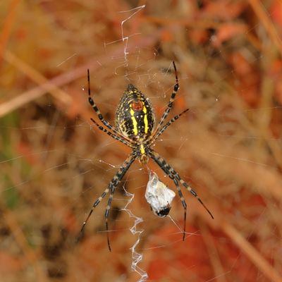 Argiope trifasciata - ventral  ♀