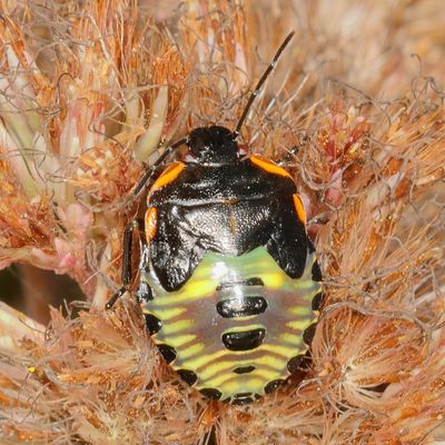 Chinavia hilaris 5th instar