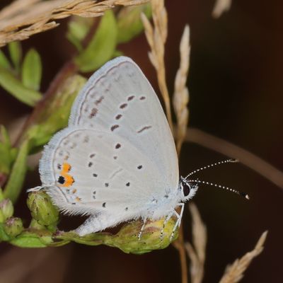 Eastern Tailed-Blue