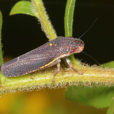 Paraulacizes irrorata