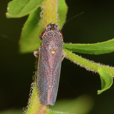 Paraulacizes irrorata