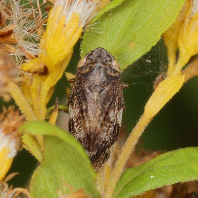 Philaenus spumarius