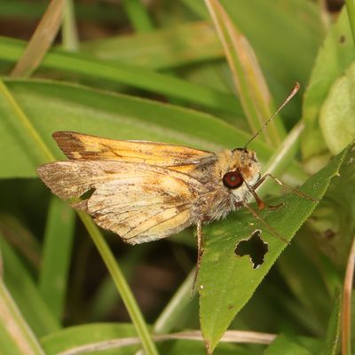 Zabulon Skipper ♂