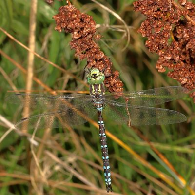 Aeshna canadensis ♂