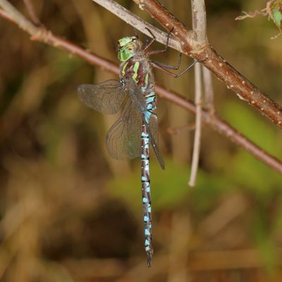 Aeshna canadensis ♂