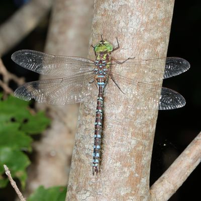 Darners : Aeshnidae