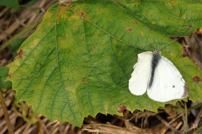 Cabbage White