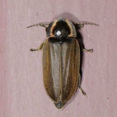 Ellychnia corrusca