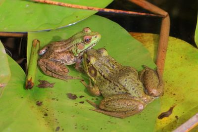 Green Frog