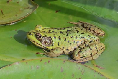 Green Frog