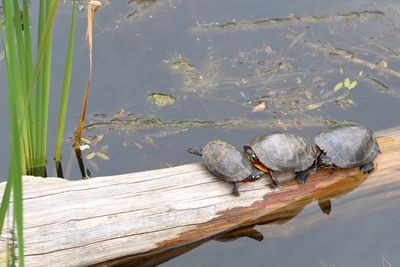 Eastern Painted Turtle