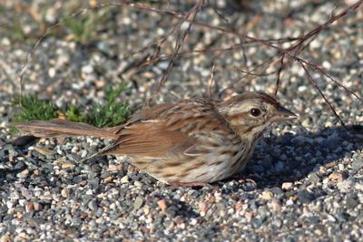 Song Sparrow / juvenile