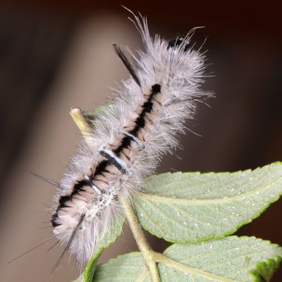 Hodges#8211 * Hickory Tussock Moth