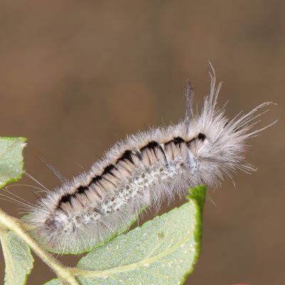  Hickory Tussock Moth