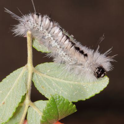  Hickory Tussock Moth