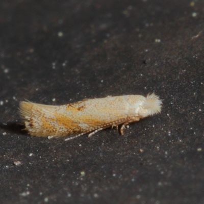 Hodges#0549 * Bucculatrix packardella