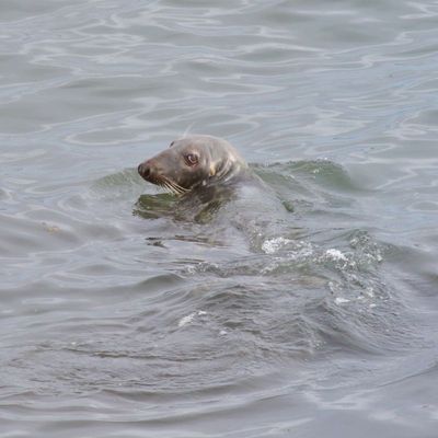 Gray Seal